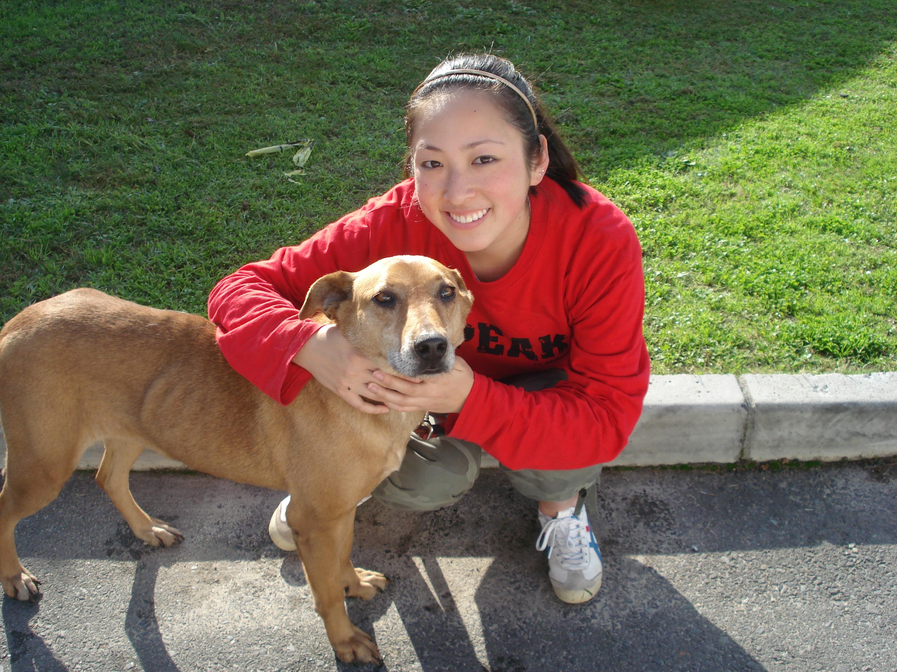 A volunteer working with animals in South Africa helps socialise a dog at a local shelter. A dog is socialised by a volunteer working with animals in South Africa to assist with the adoption process.